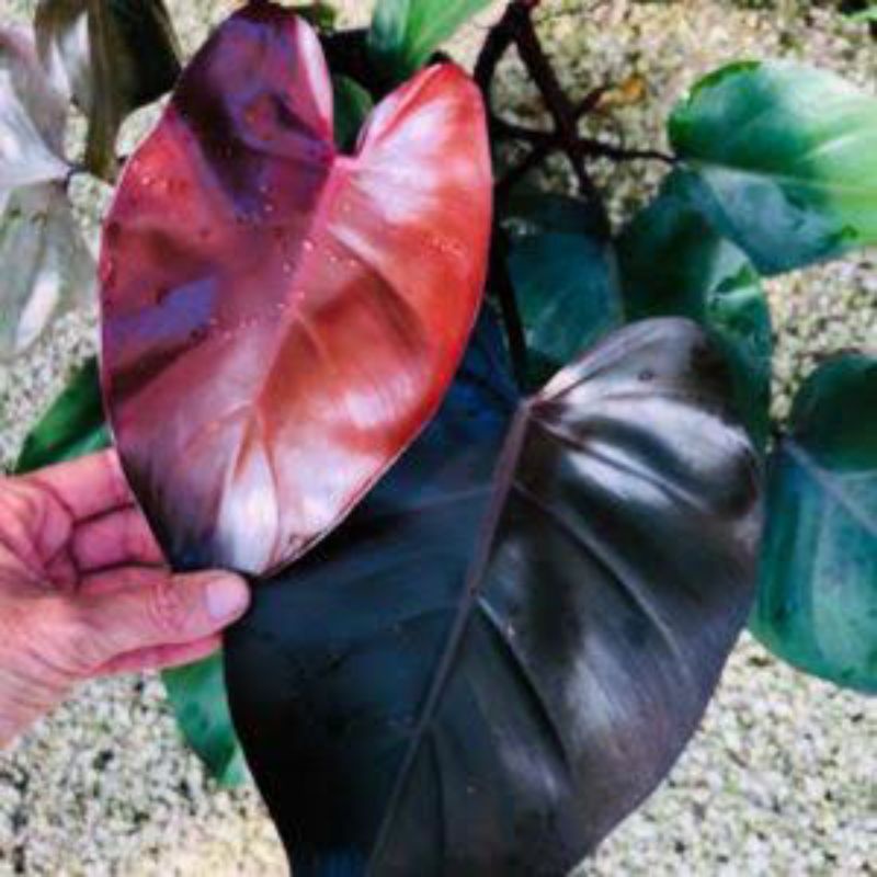 philodendron nangaritense vs fuzzy petiole Philodendron sp. 'Fuzzy Petiole' (