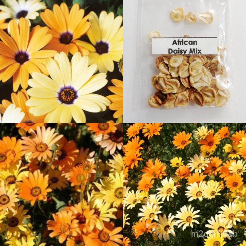 Mixed Seeds AFRICAN DAISY MIX flower seeds HRBZ Shopee Philippines