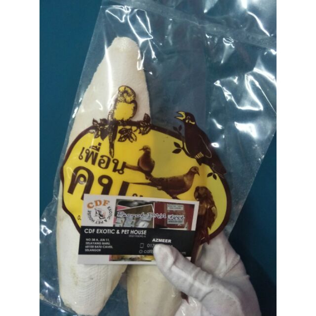 Gold 10 Cuttle fish bone (bone Cuttlefish) -2 pcs (1 packet) | Shopee ...