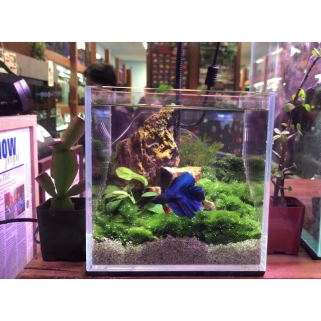 1.5 Gallons aquarium beta tank 8x6x7 LxWxH inch Shopee Philippines