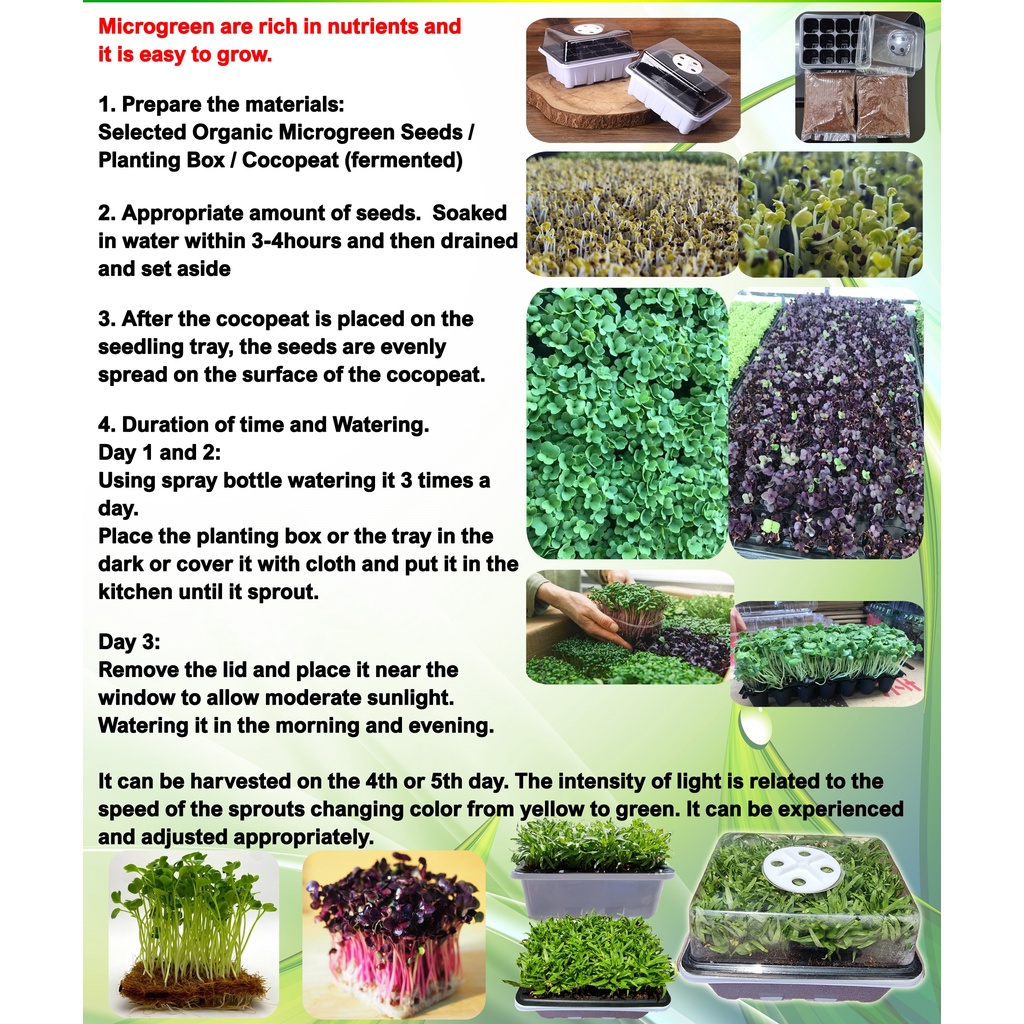 Microgreens Vegetable Seeds (Native Pechay,Green Spinach,Red Spinach ...