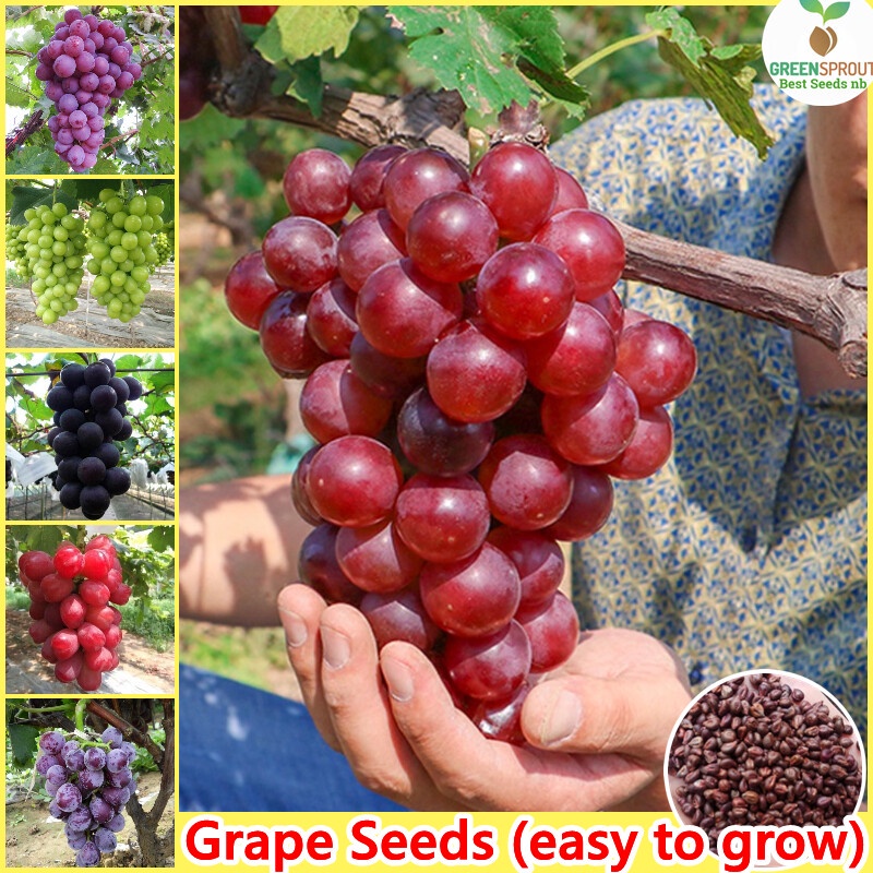Mixed Grapes Seeds 100 Seeds Per Pack Organic Fruits Seeds Bonsai Fruit