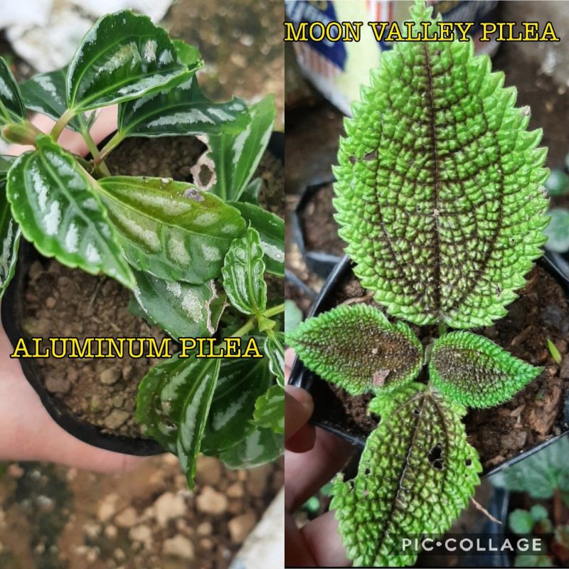 MOON VALLEY PILEA, ALUMINUM PILEA | Shopee Philippines