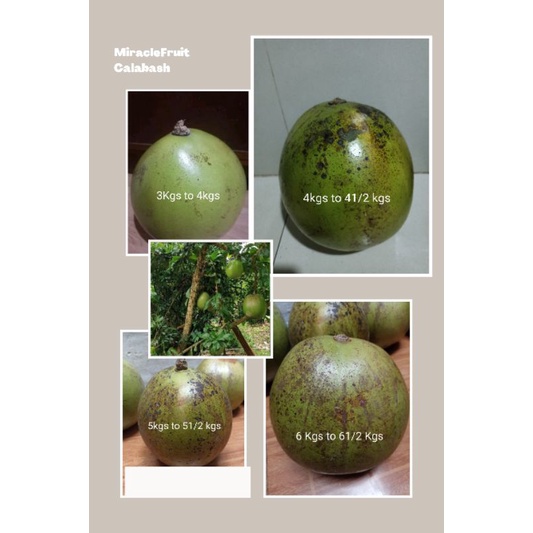 Calabash/Miracle Fruit Shopee Philippines