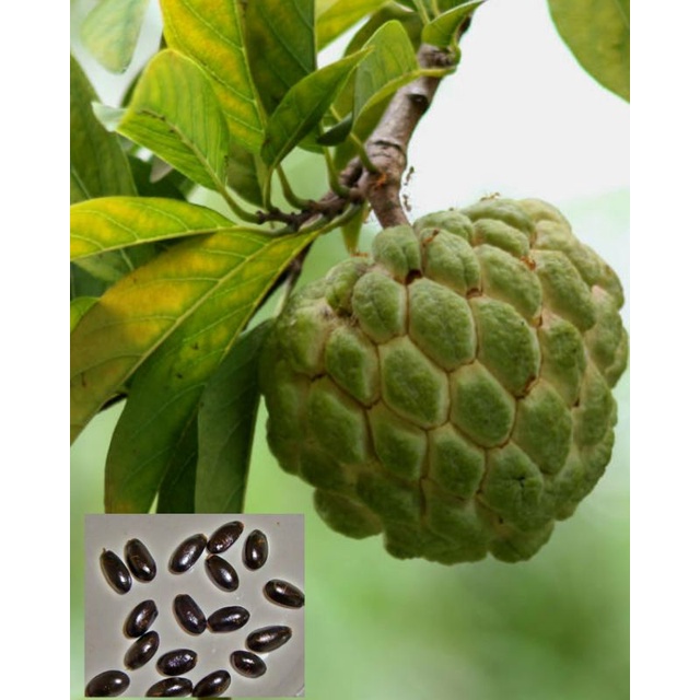 Atis / Sugar Apple Seeds (20pcs) | Shopee Philippines
