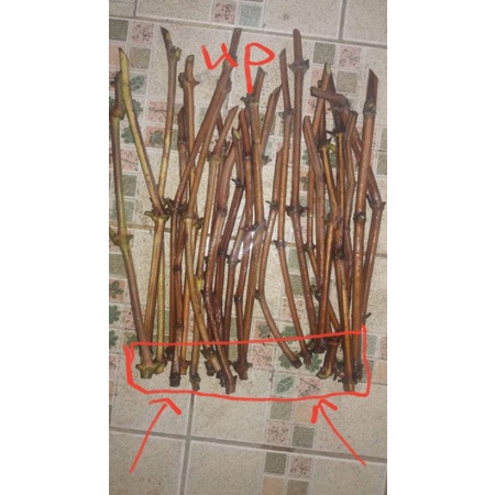 Grape Cuttings for Sale Not Yet Rooted Red Cardinal | Shopee Philippines