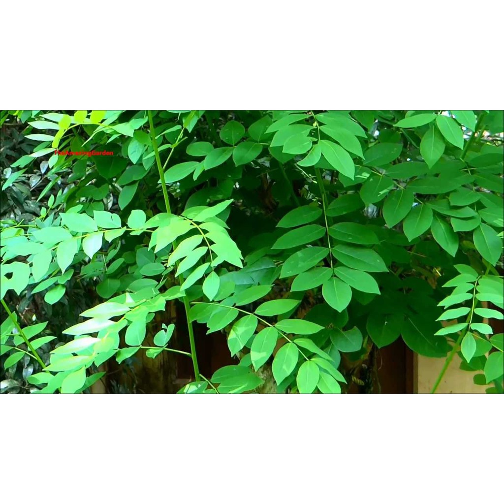 madre de cacao leaves 200grams Shopee Philippines