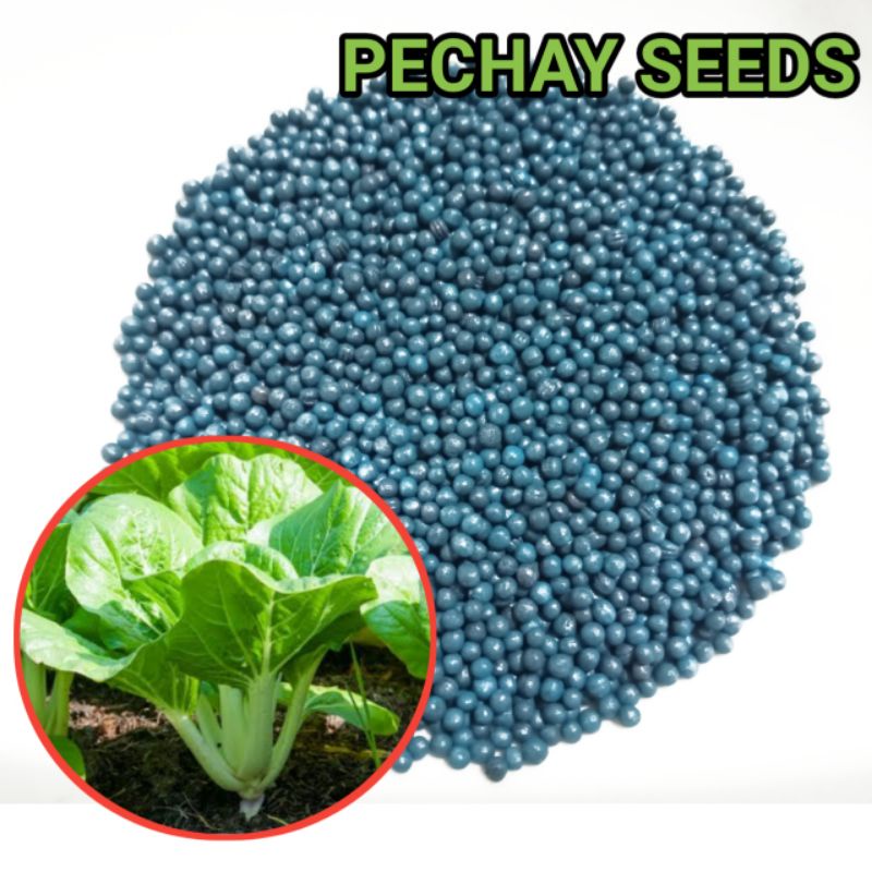 Pechay Seeds 200 Seeds | Shopee Philippines