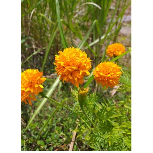 MARIGOLD FLOWER SEEDS (APPROX 50 SEEDS) Shopee Philippines