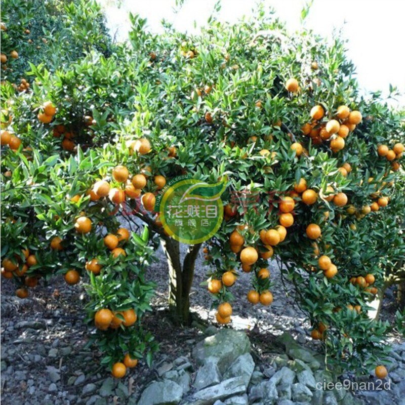 Grafting Orange Seedlings Sand Sugar Orange Seedlings Kumquat South and