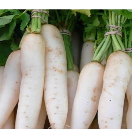 LABANOS SEED`S ( SNOW WHITE FAST GROWER) 45 -60 DAYS HYBRID | Shopee ...