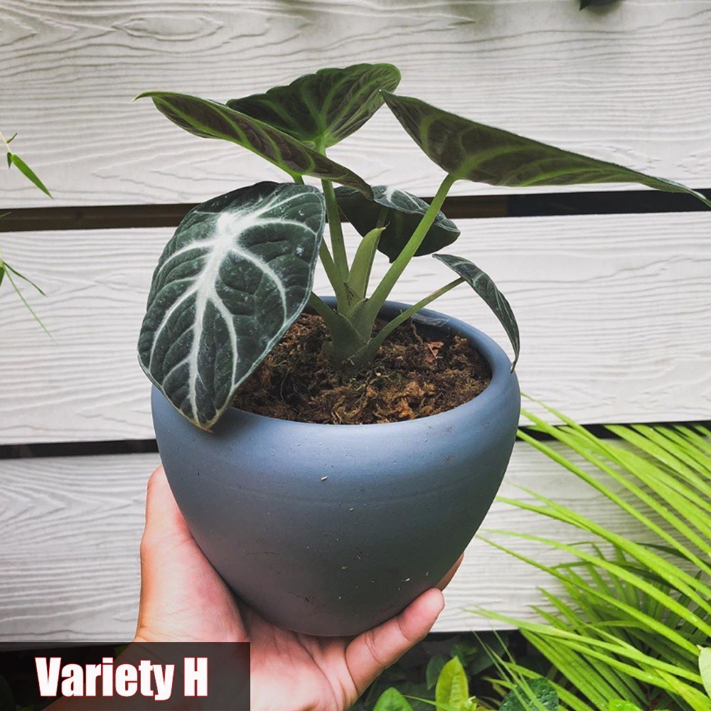 50pcs Alocasia Bonsai Plant Seeds Elephant Ear Shape For Indoor / Outdoor |  Shopee Philippines