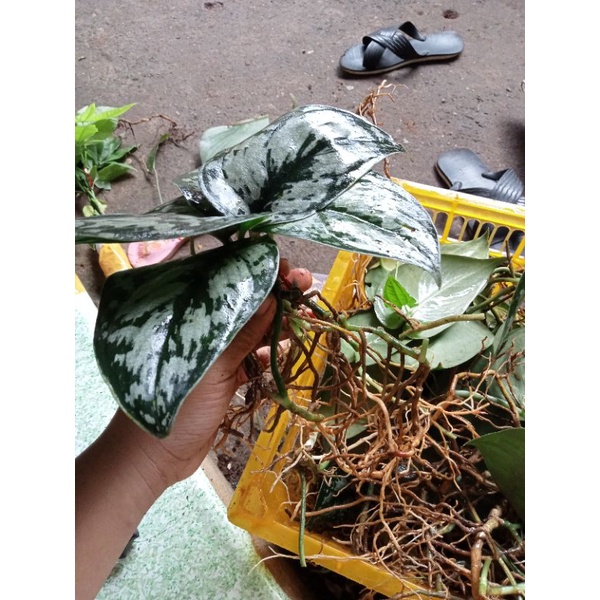 SILVER SATIN POTHOS (6leaves per bundle) BUY 10pcs GET 1 FREE ...