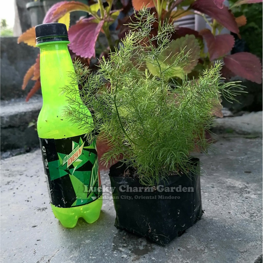 Asparagus Fern (with soil) Shopee Philippines