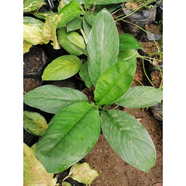 SENSATION PLANT (LARGE SPATHIPHYLLUM) Shopee Philippines