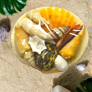 Beach Mixed Sea Shells in Codakia Shells | Shell Crafts | Aquarium ...
