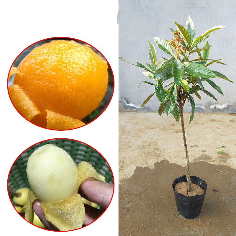 Loquat Seedlings Grafting Loquat Seedlings Dawuxing South North ...