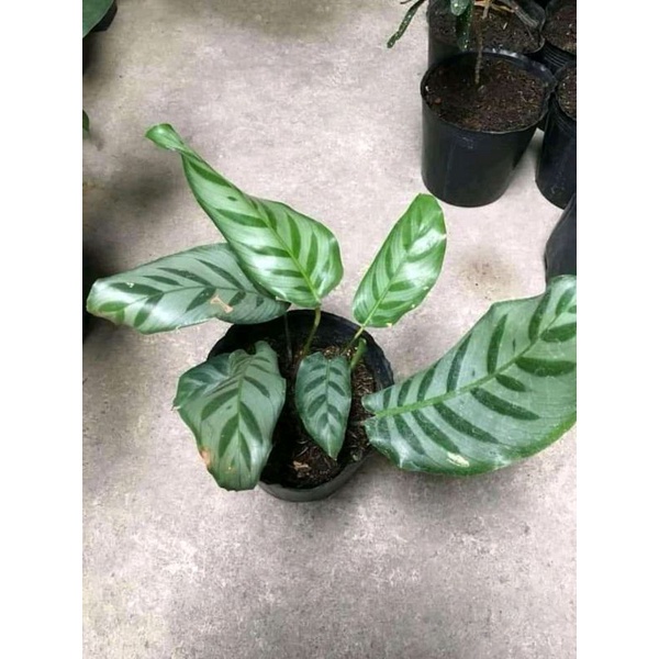 CALATHEA BELLA /BELLA Shopee Philippines