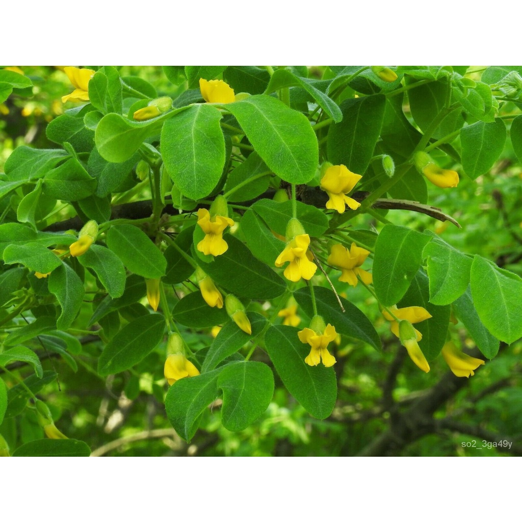 Guaranteed germination rate Siberian Pea Tree Caranga arborescens 10