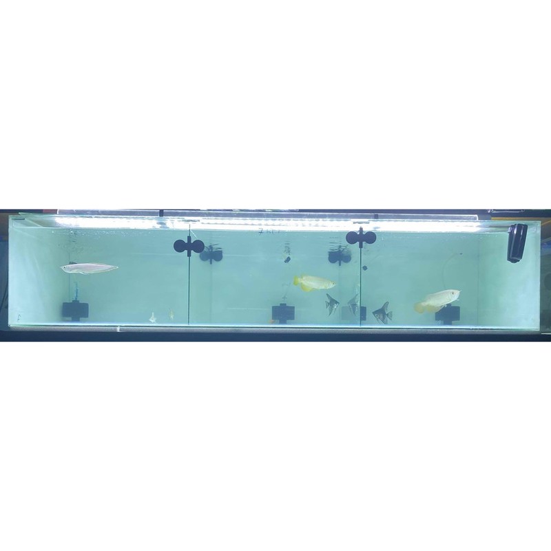 Yao Rui Arowana dedicated light T12 3ft/4ft/5ft/6ft | Shopee Philippines