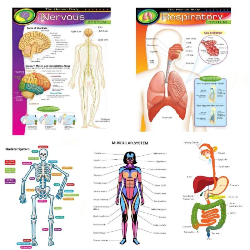 Laminated Charts, Body Systems, Nervous, Respiratory, Digestive ...