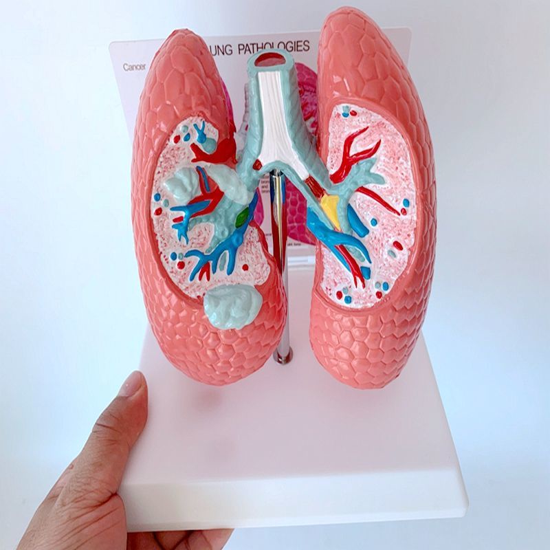Human respiratory system healthy lung anatomy teaching model lung ...