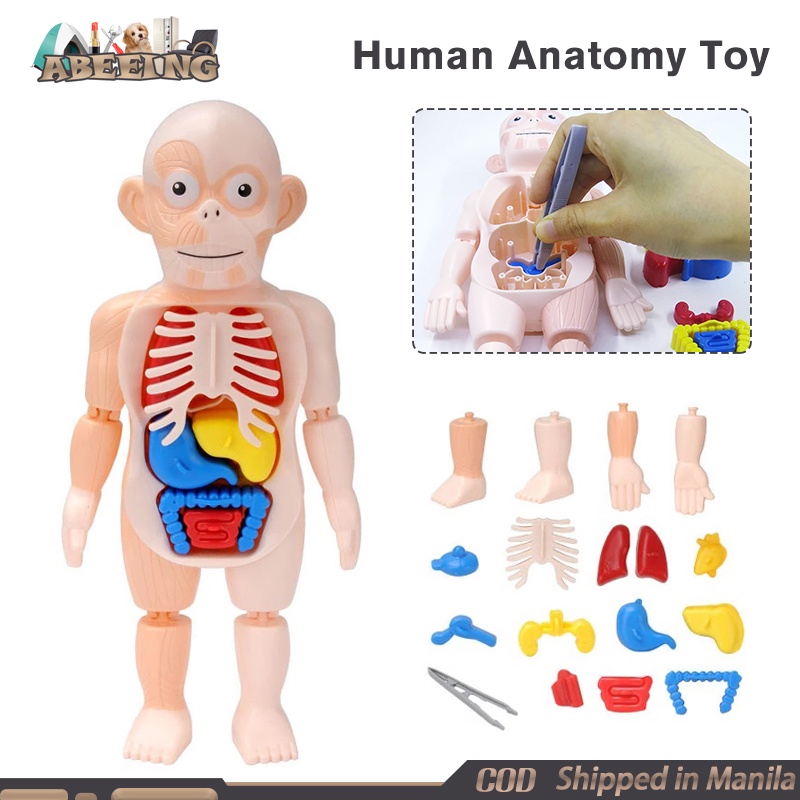 Human Anatomy Model Toy Kids Educational learning Toys DIY Assembly ...