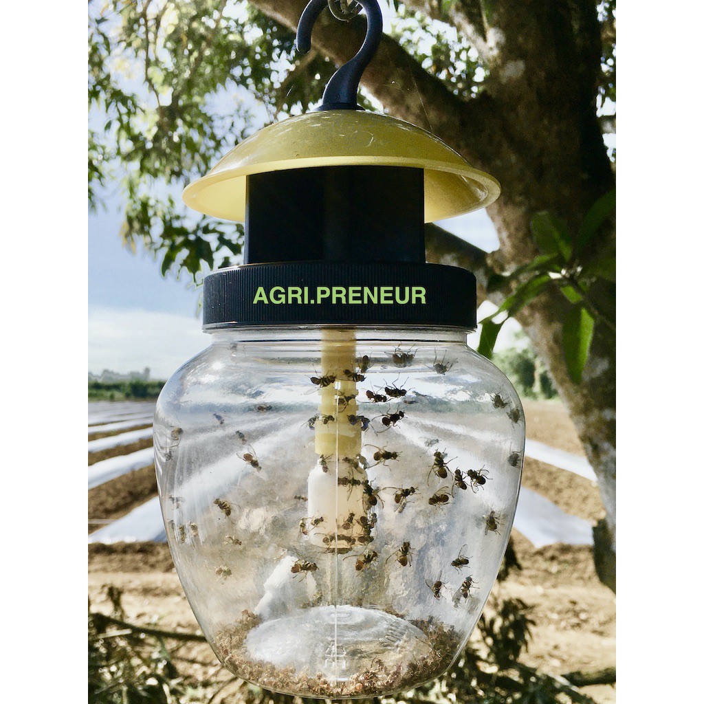 Fruit Fly Trap with 6cc Methyl Eugenol Shopee Philippines