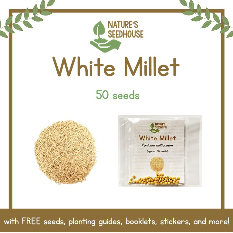 White Millet Seeds Proso Millet Seeds Microgreens Vegetable Seeds Plant