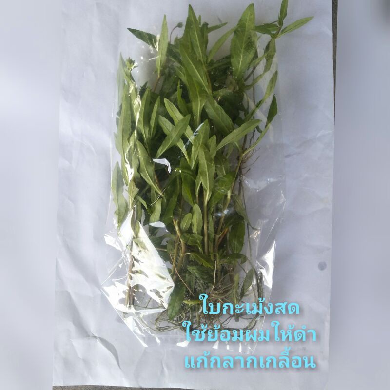 Fresh Leaves Used To Dye Black Hair. Juicing From The Tree Cure Eczema