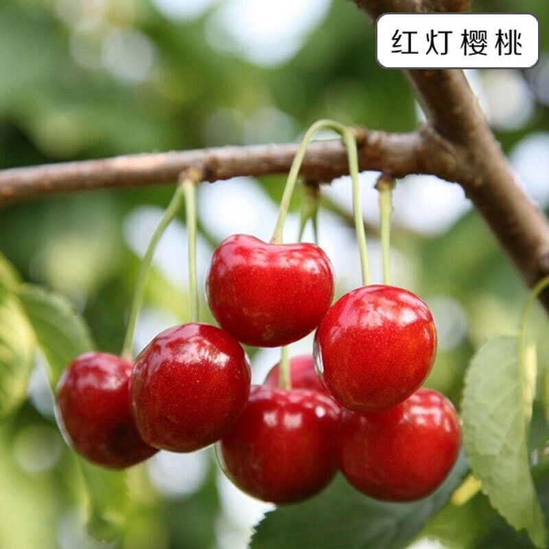 Cherry Sapling Cherry Tree Bear Fruit In Current Year Planting Large