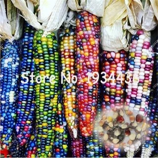 Shop East West Corn Seed Lagkitan with great discounts and prices