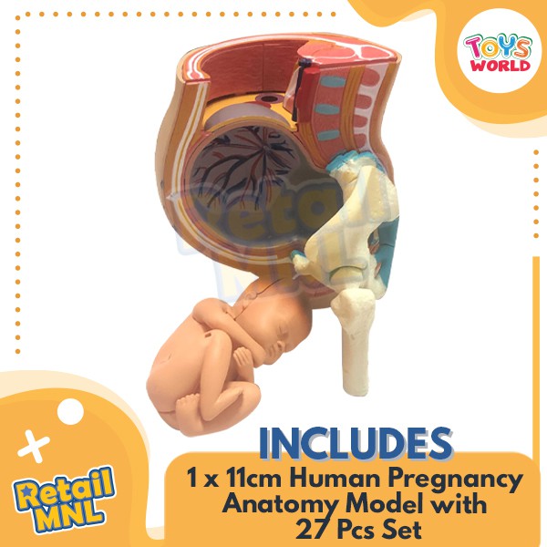 Retailmnl 4D Human Pelvis Pregnancy Anatomy Educational Model Medical ...