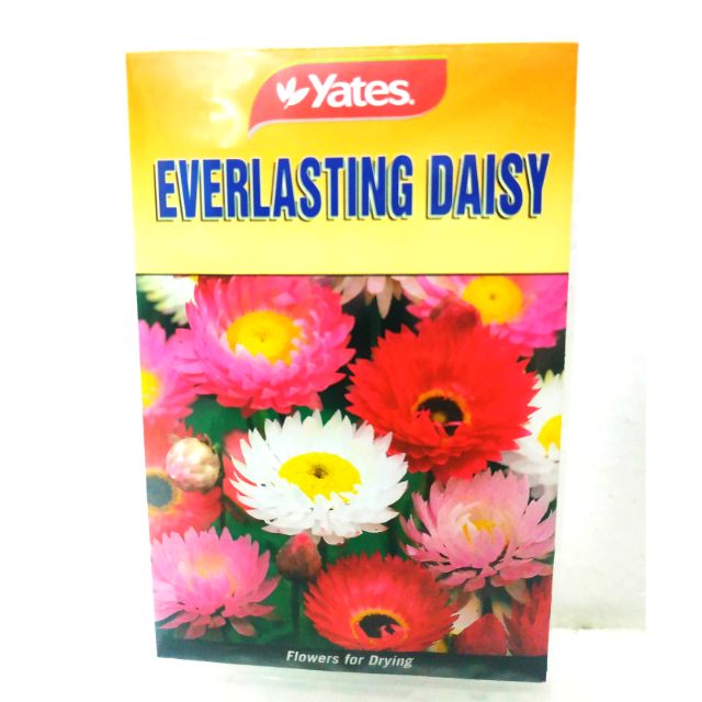 EVERLASTING DAISY FLOWER SEEDS Shopee Philippines