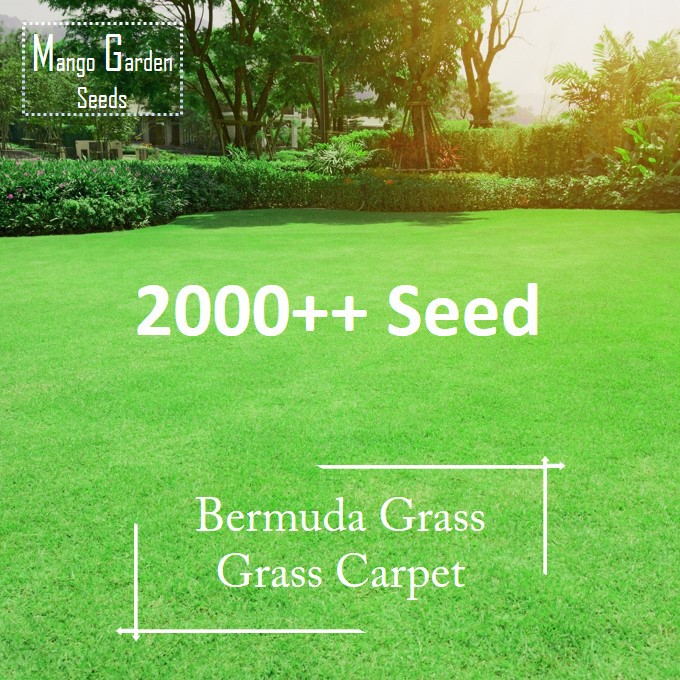 Bermuda Grass Seeds 200++ Seed Grass Carpet = Biji Benih Rumput