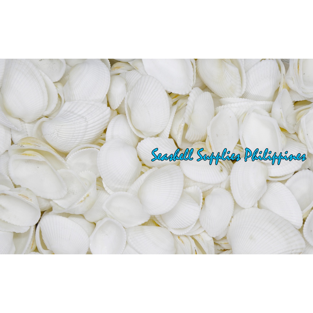 500 Grams | Batiting | Traverse Ark Sea Shells | Shopee Philippines