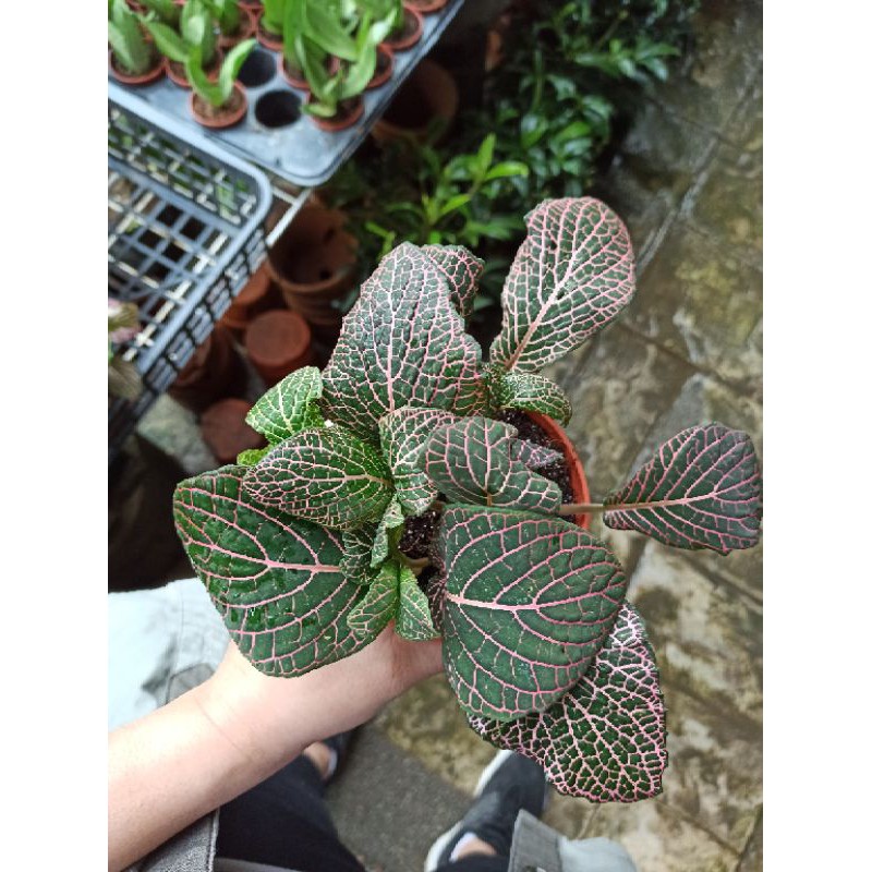 Mosaic Indoor Plant (Green and Purple) Shopee Philippines