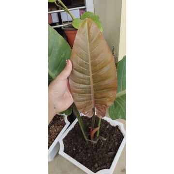 philodendron ring of fire pflege Philodendron Ring of Fire Houseplant with Planter - Small (7