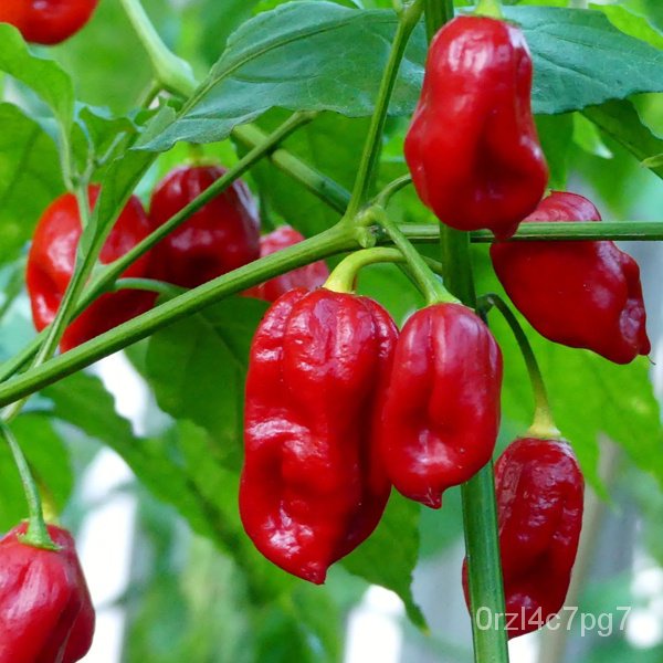 easy planting Naga Viper Pepper Seeds - Pepper Naga Viper Seeds ...