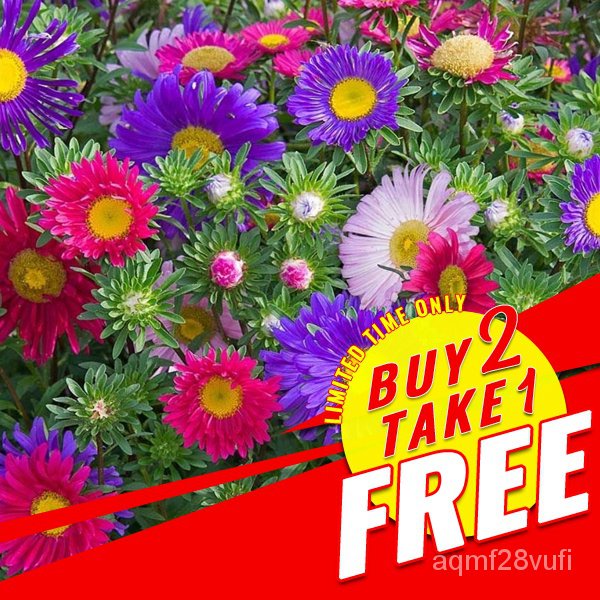 spot seeds Aster Seeds Powderpuff (Mixed Colors) Shopee Philippines