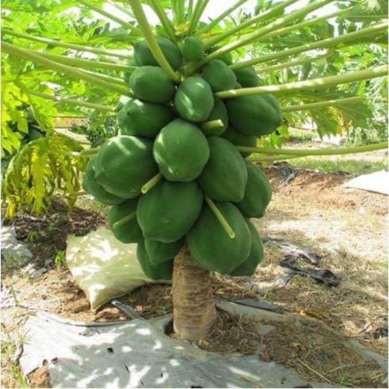 thumbnail interactive-video image 1 of Grow Your Own Tropical Paradise – 10 Dwarf Solo Papaya Seeds, Super Easy To Grow! 1 of 2