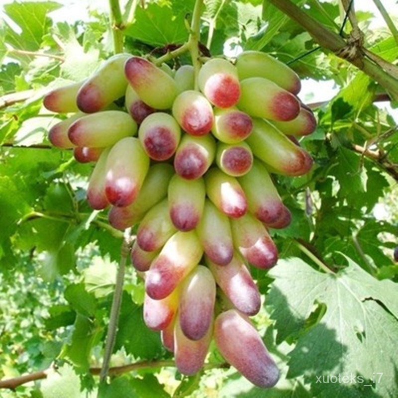 Grape Seedlings Potted Four Seasons Sapphire South North Planting Fruit