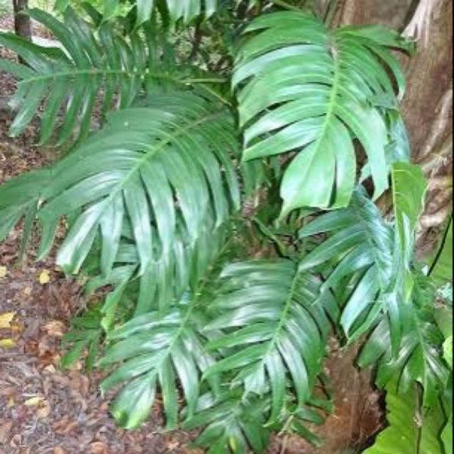 monstera tai 6in Monstera Deliciosa “Thai Constellation” main image 0