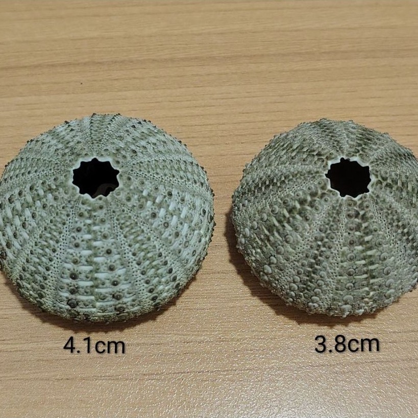 sea urchin 2 - Best Prices and Online Promos - Oct 2026 | Shopee ...