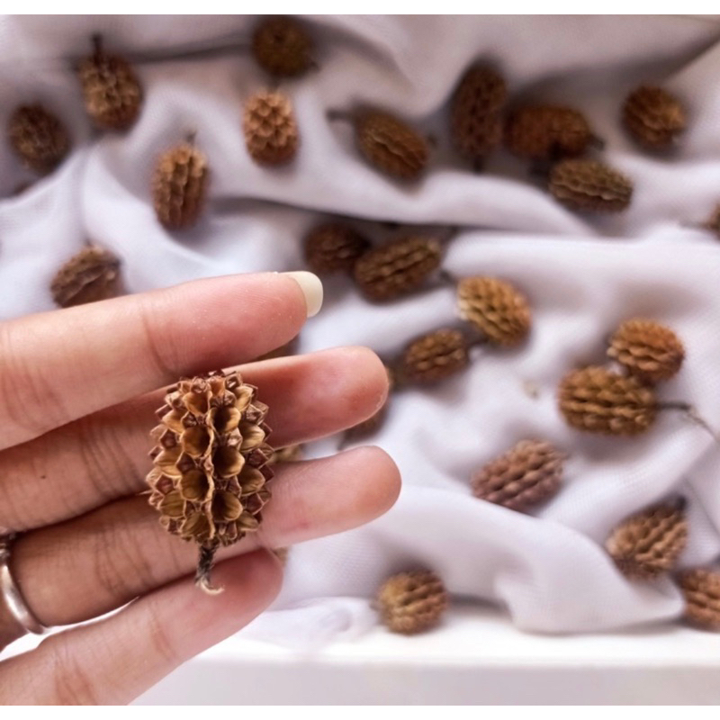 Beach pine seeds / mini Durian / suren flower / 10 seeds | Shopee ...