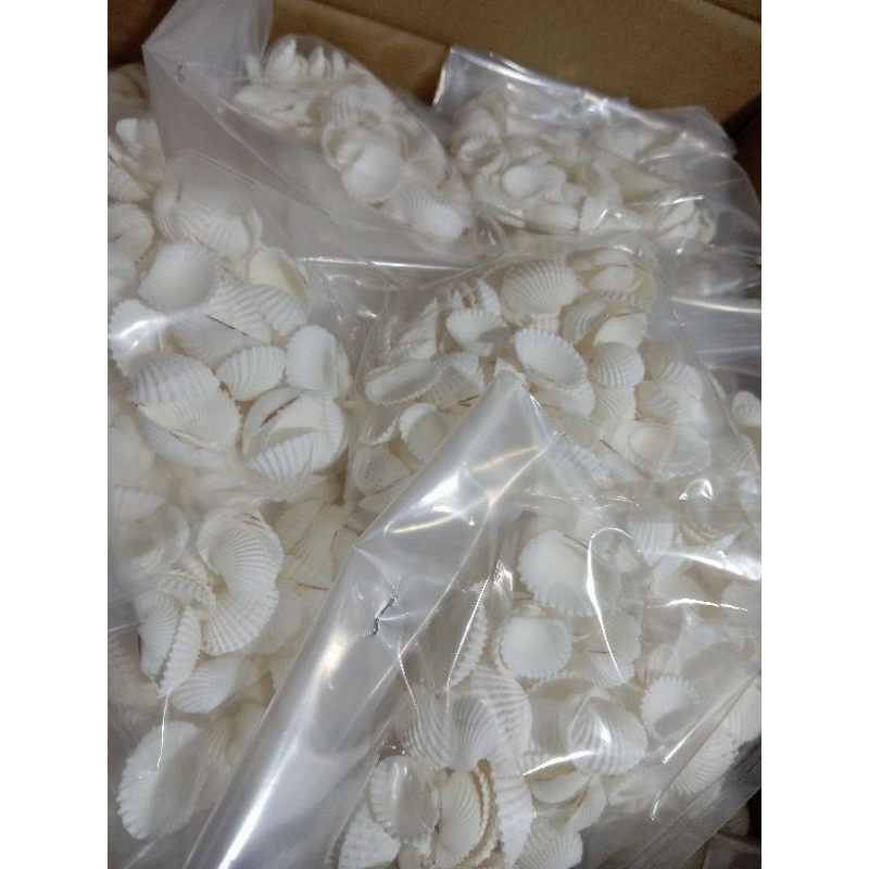 Dara Shells For School Children's Craft Materials 100 gr | Shopee ...