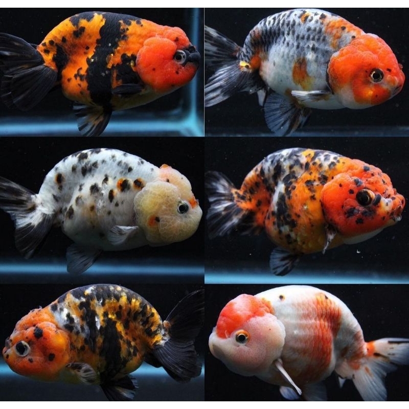 Koki Ranchu PW Calico Super body Neat A1 (J&T/JNE) | Shopee Philippines