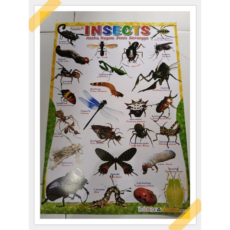 Posters of Various Types of Insects | Shopee Philippines