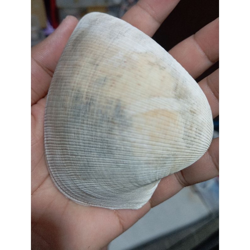Large trigona shell (one side) | Shopee Philippines