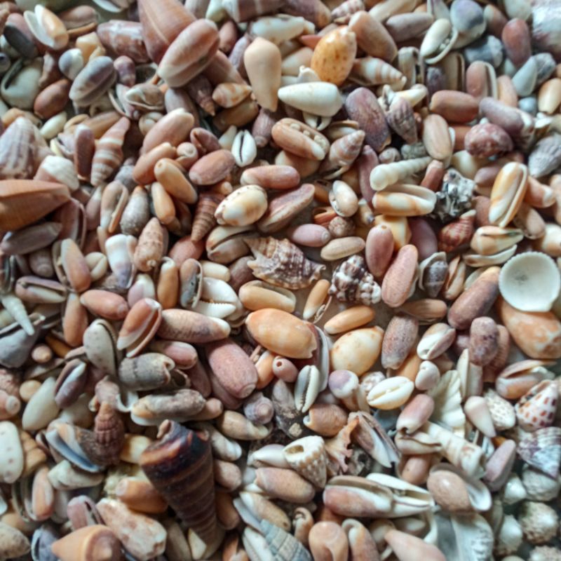 Ghazali VARIOUS KINDS OF UNIQUE DRY SEA SHELLS | Shopee Philippines